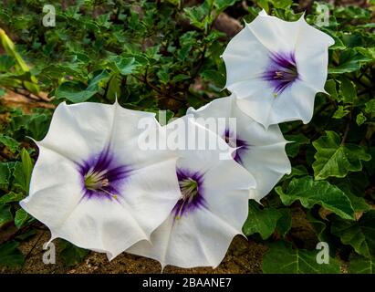 Devils tromba (Datura), Baja California sur, Messico Foto Stock