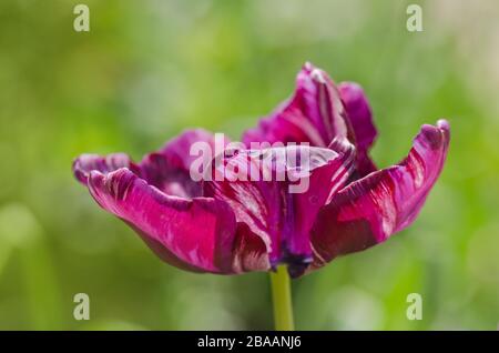 Tulipani viola frangia Gorilla closeup. Tulipano con frange viola Foto Stock