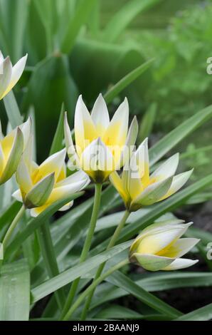 Tulipano ridotto tarda. Tara Dasistemon tulipano in giardino Foto Stock