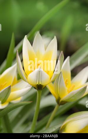 Tulipano ridotto tarda. Tara Dasistemon tulipano in giardino Foto Stock