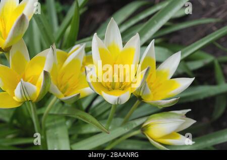 Tulipano ridotto tarda. Tulipano ridotto tarda. Tulipano di Dasistemon Foto Stock