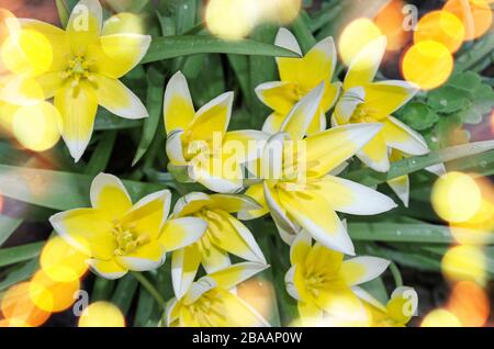 Tulipano ridotto tarda. Tara Dasistemon tulipano in giardino Foto Stock