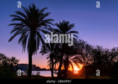 Silhouette di palme datate (Phoenix dactylifera) all'alba, Baja California sur, Messico Foto Stock