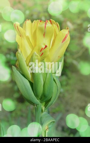 Fiori gialli tulipani fioriti in tulipani cocktail Di Frutta. Gruppo di tulipano giallo colorato. Colorato tulipani Cocktail Di Frutta nel giardino fiorito Foto Stock