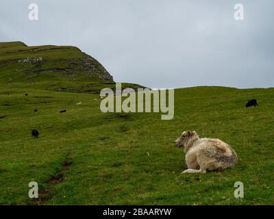 Campi di erba verde delle isole Faroe e scogliere. Pecora a riposo in primo piano, altre sullo sfondo. Foto Stock