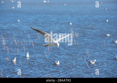 Gabbiano bruno immaturo (Chroicocephalus brunnicephalus) che sorvola l'acqua blu con altri uccelli sullo sfondo Foto Stock