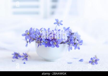 Fresco bouquet di delicati fiori primaverili dell'erba livrea Hepatica Nobilis in vaso bianco su fondo bianco Foto Stock