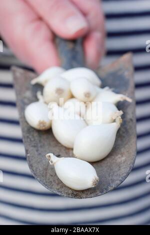 Cipolla Allium cepa 'nowball' su una cazzuola pronta per l'avvio in celle modulari. REGNO UNITO Foto Stock