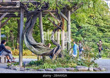 Albero ben sagomato nel giardino Foto Stock