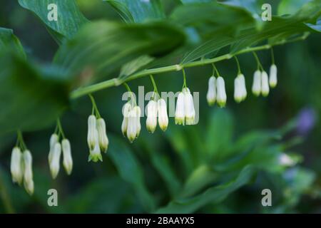 Polygonatum, conosciuto anche come il sigillo di re Salomone o i fiori di sigillo di Salomone Foto Stock