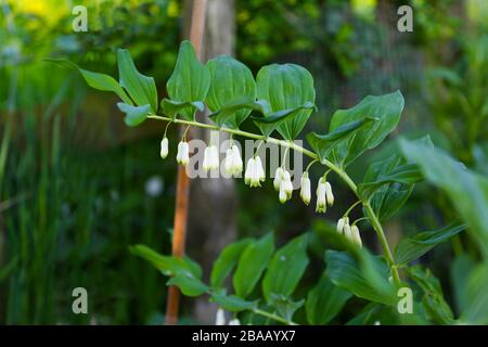 Polygonatum, conosciuto anche come il sigillo di re Salomone o i fiori di sigillo di Salomone Foto Stock