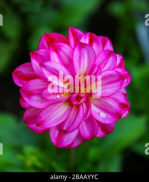 Un'immagine ravvicinata di un fiore viola Dahlia labella 'grande Magenta' Foto Stock
