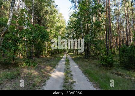 Strada sterrata attraverso la pineta verde nel villaggio, Bielorussia Foto Stock