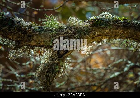 Evernia prunastri lichen grigio su un tronco d'albero in retroilluminazione Foto Stock