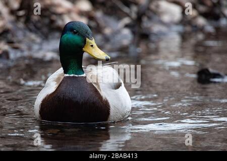 Closeup Stagno swimmer solitario marrone verde e maschio bianco Mallard Anatra Foto Stock