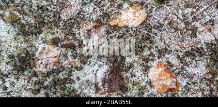 Foglie appassite su erba con copertura di gelo Foto Stock