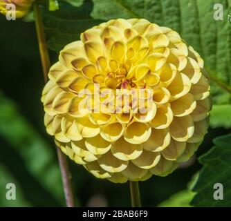 Ball Dahlia al Butchart Gardens di Victoria, British Columbia, Canada. Foto Stock