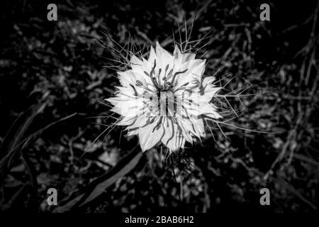 Bluecrown Passionflower primo piano, California, Stati Uniti Foto Stock