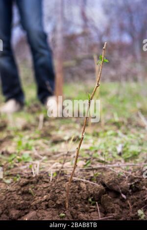 Piantando ramoscelli di lampone per i cespugli di frutta di primavera Foto Stock