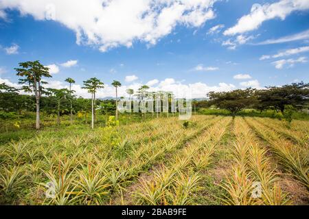 Filari di ananas e avocado piantati presso una piccola fattoria rurale. Foto Stock