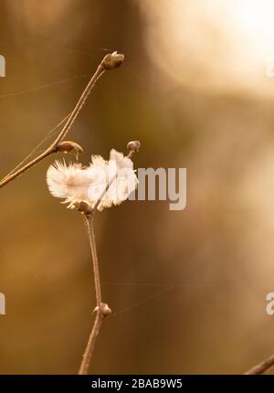 Piccolo Feather, catturato in nuovo germoglio di bosco e seta ragno, Mepperall, bedfordshire Foto Stock