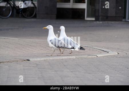 Gabbiani di mare camminano sulla strada a riga. Primo piano in piedi con gabbiano di mare. Foto Stock