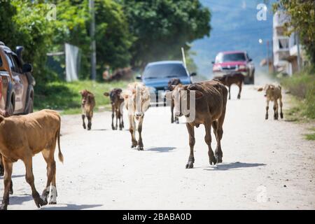 Le mucche vagano sulla strada, bloccando il traffico. Foto Stock