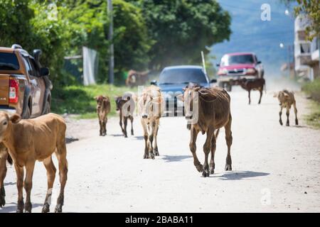 Bestiame su strada che blocca il traffico in città. Foto Stock