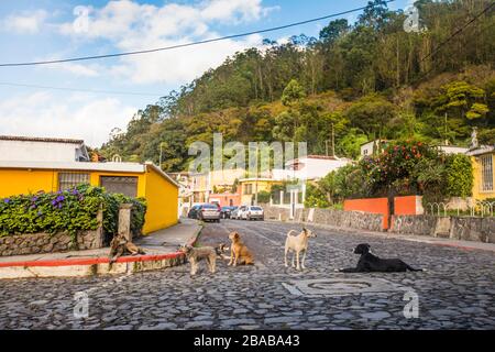 Cani randagi sulle strade ciottolose di Antigua, Guatemala. Foto Stock