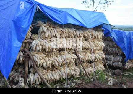 Rifugio temporaneo per l'essiccazione del mais coperto di teloni blu in Rwanda, Africa Foto Stock