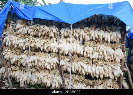 Rifugio temporaneo per l'essiccazione del mais coperto di teloni blu in Rwanda, Africa Foto Stock