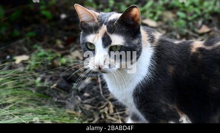 Gatto carino esplorare fuori Foto Stock