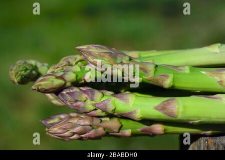 Primo piano di asparagi verdi freschi sdraiati su un pezzo di legno all'aperto dopo la raccolta, su uno sfondo verde in natura in Germania Foto Stock