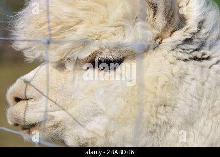 Primo piano della testa di una giovane alpaca bianca femmina con grandi occhi neri dietro una recinzione di filo Foto Stock