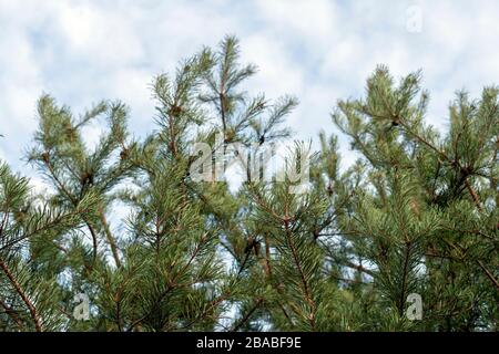 Rami di pino contro il cielo blu Foto Stock