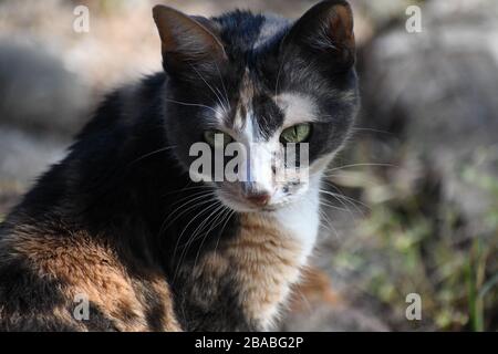 Gatto carino esplorare fuori Foto Stock