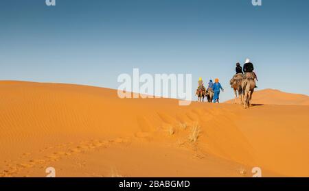 Un gruppo di quattro turisti si guida su cammelli guidati da un uomo berbero attraverso il deserto di Erg Chebbi (Marocco) Foto Stock