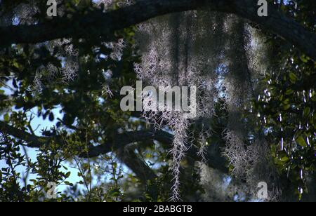 Sole che splende attraverso muschio spagnolo negli alberi Foto Stock