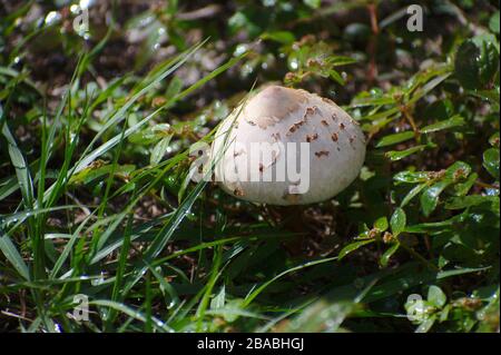 Shaggy Parasol funghi in erba Foto Stock