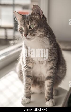 Il gatto, pensoso e carino, si siede su un davanzale e guarda con attenzione fuori dalla finestra, ai raggi del caldo sole primaverile. Foto Stock