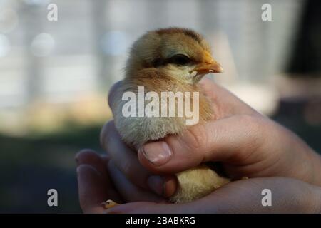 Pollo bambino tenuto in mano Foto Stock
