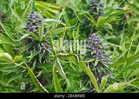 Ceppo di cannabis 'Jager', fioritura in fattoria, Oregon. Foto Stock