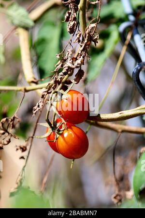 Pomodori ciliegini freschi sulla vite in un giardino locale e fattoria. Foto Stock