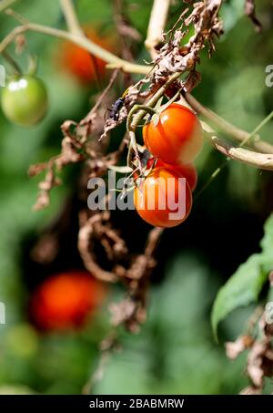 Pomodori ciliegini freschi sulla vite in un giardino locale e fattoria. Foto Stock