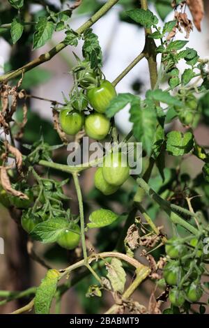 Pomodori ciliegini freschi sulla vite in un giardino locale e fattoria. Foto Stock