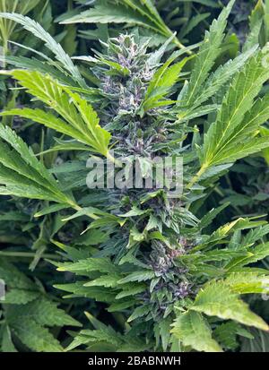 Cannabis 'Cookiemeister' ceppo, crescente fioritura, Josephine County, Oregon. Foto Stock