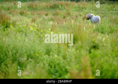 Piccolo pony bianco in un prato. Foto Stock