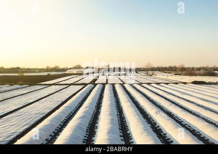 Campi coltivati di piantagione coperti di agro-fibre di spunbond. Tecnologia agricola. Protezione delle colture da sbalzi di temperatura e da fenomeni atmosferici Foto Stock