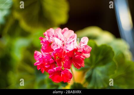 Bella rosa Pelargonium gerani, close up Foto Stock