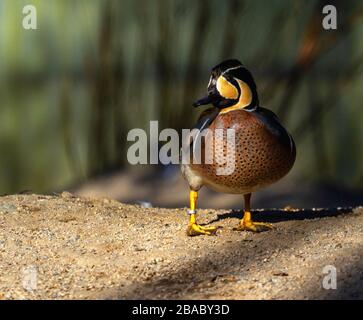 Baikal teal anatra, sibirionetta formosa Foto Stock